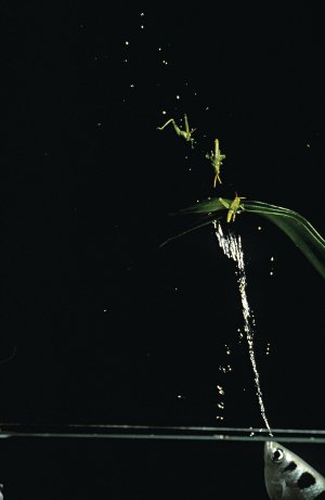 archerfish