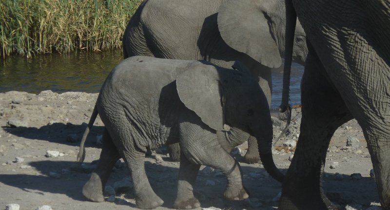 elephant babies