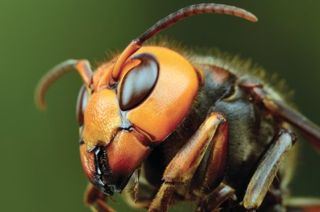 Japanese honeybee