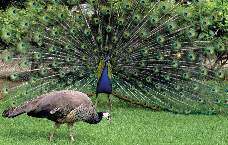 peacock