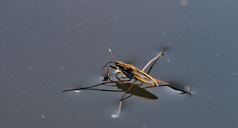 pondskater