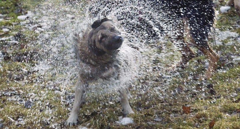 wet dog