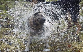 Wet dog shaking dry